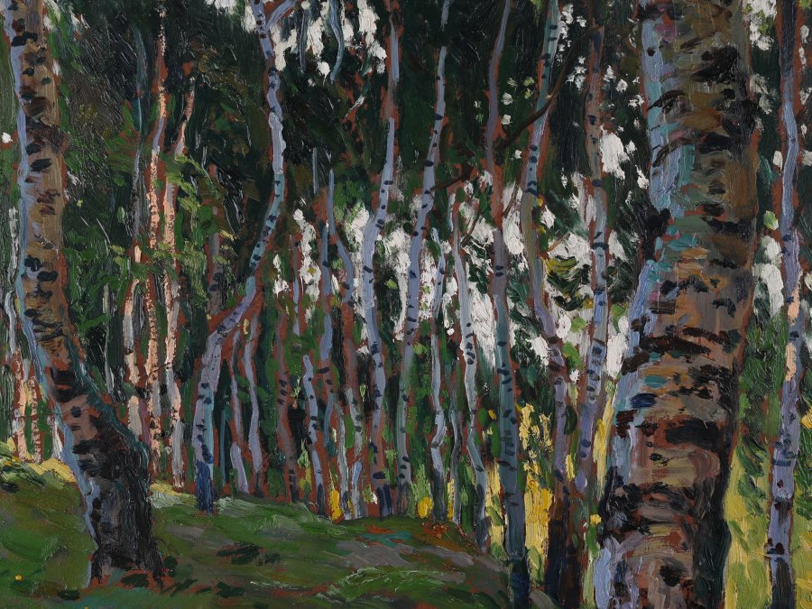 BIRCH FOREST