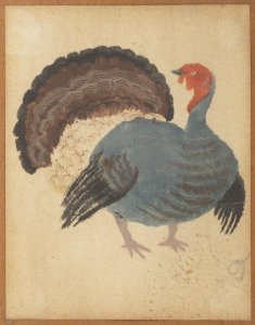 A TURKEY