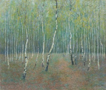 PATH IN A BIRCH GROVE