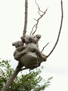 KOALA